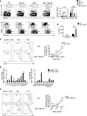 Ubiquitin Ligases CBL and CBL-B Maintain the Homeostasis and Immune Quiescence of Dendritic Cells